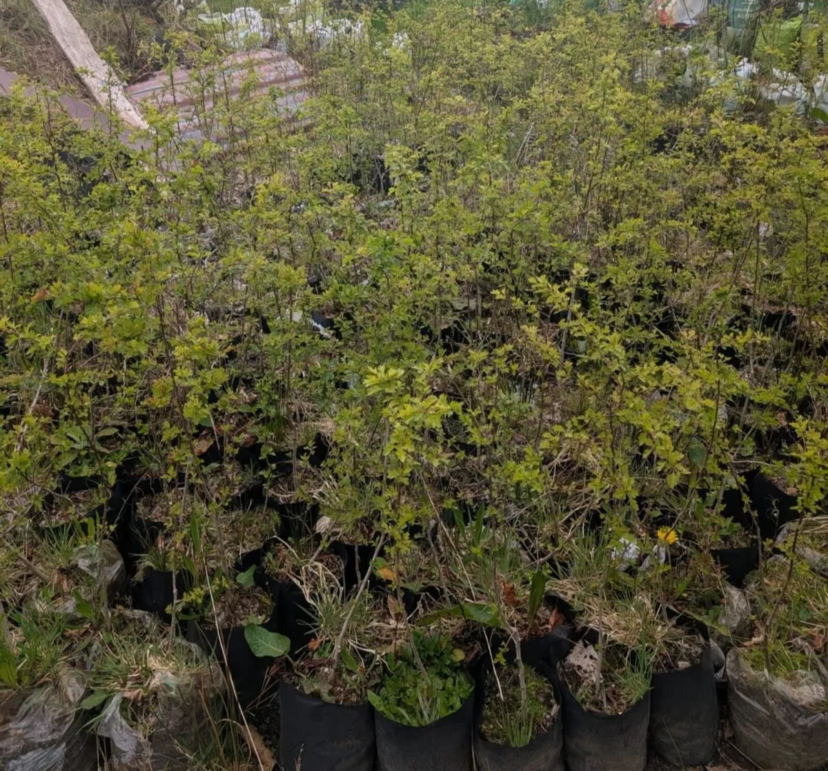 Two-Year-Old Potted Whitethorn / Hawthorn Hedging - Image 1