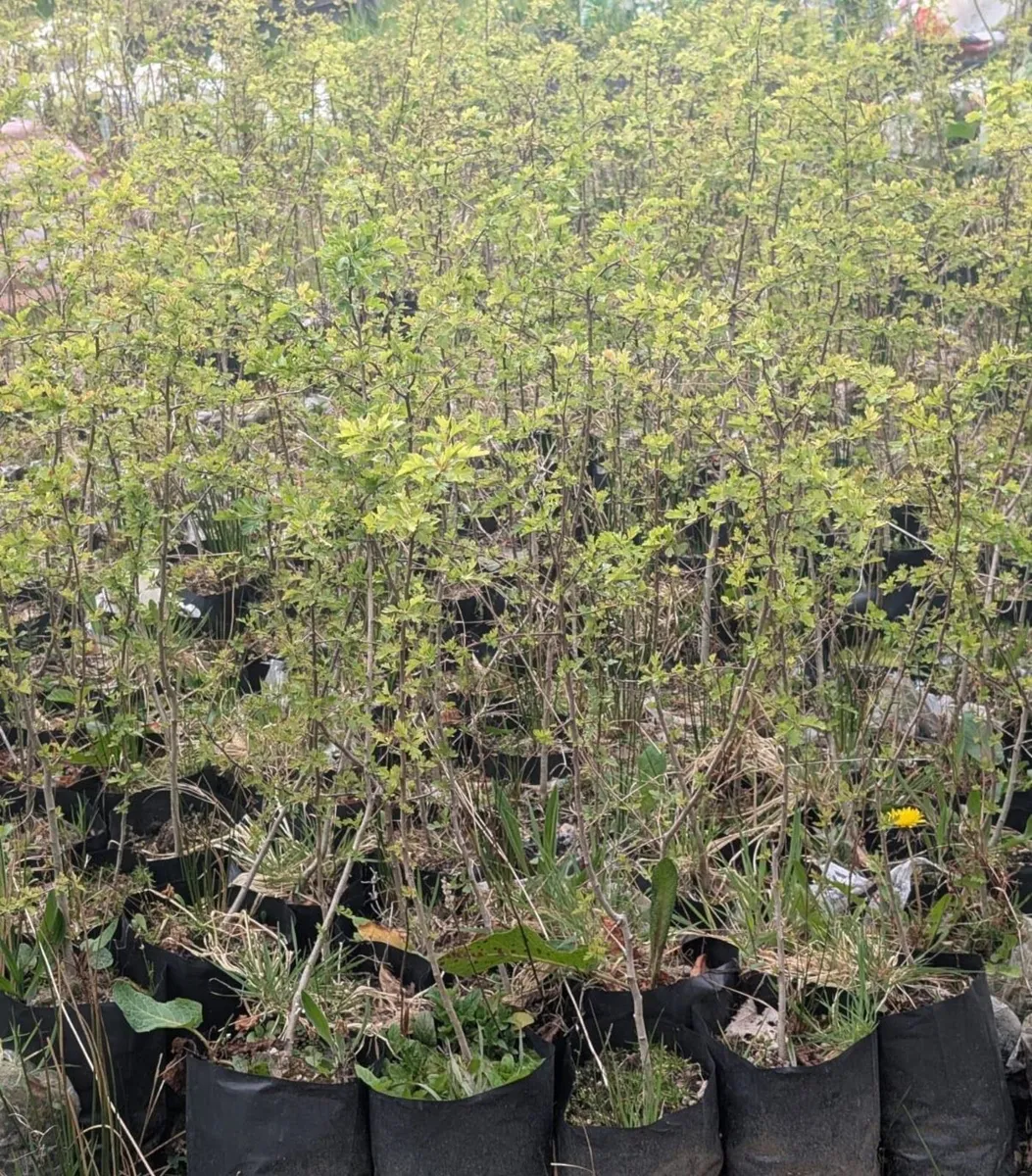 Two-Year-Old Potted Whitethorn / Hawthorn Hedging - Image 2