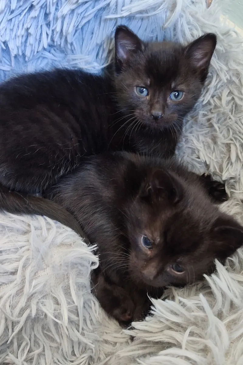 Kitty - Image 3