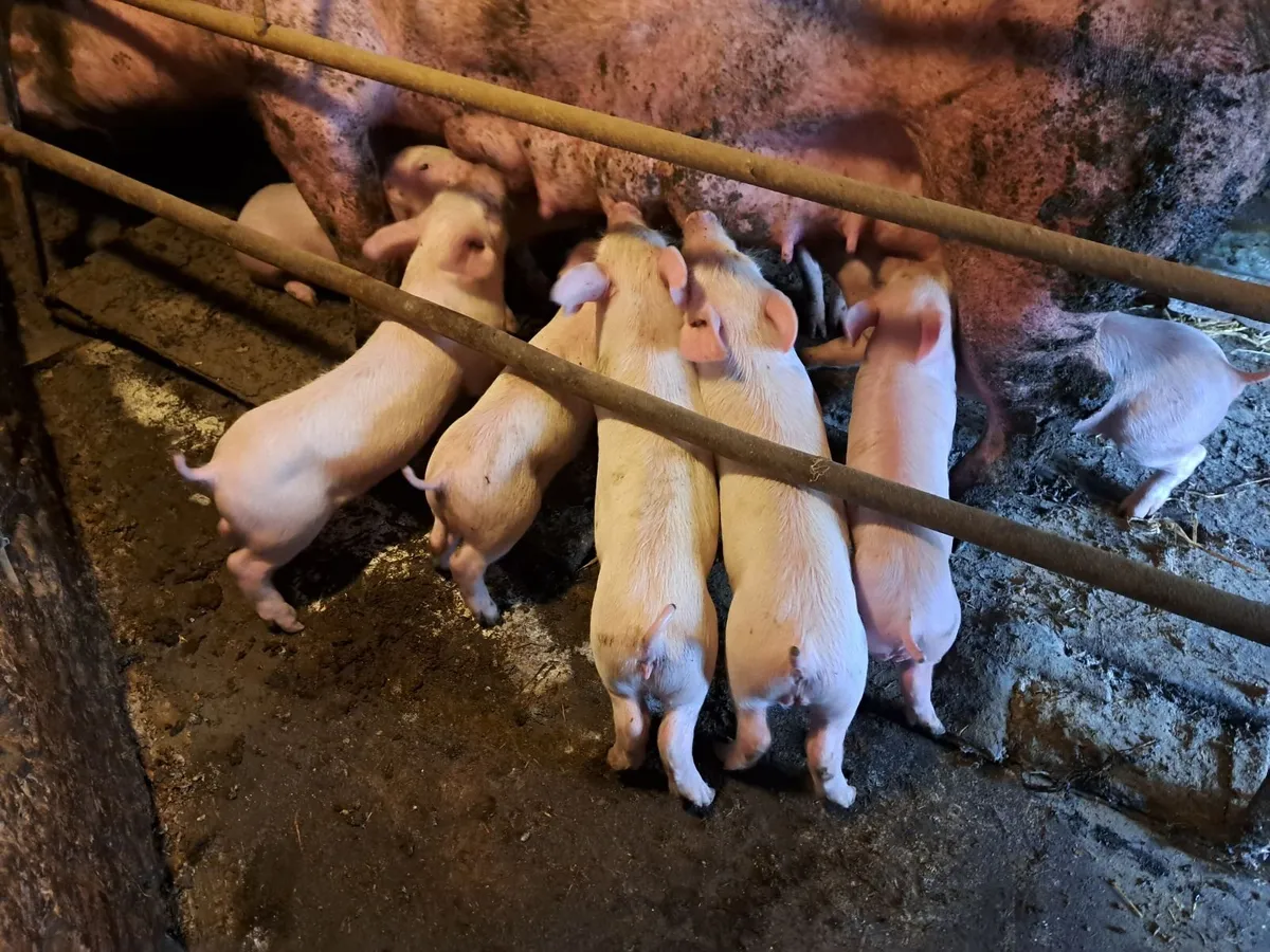 Pigs