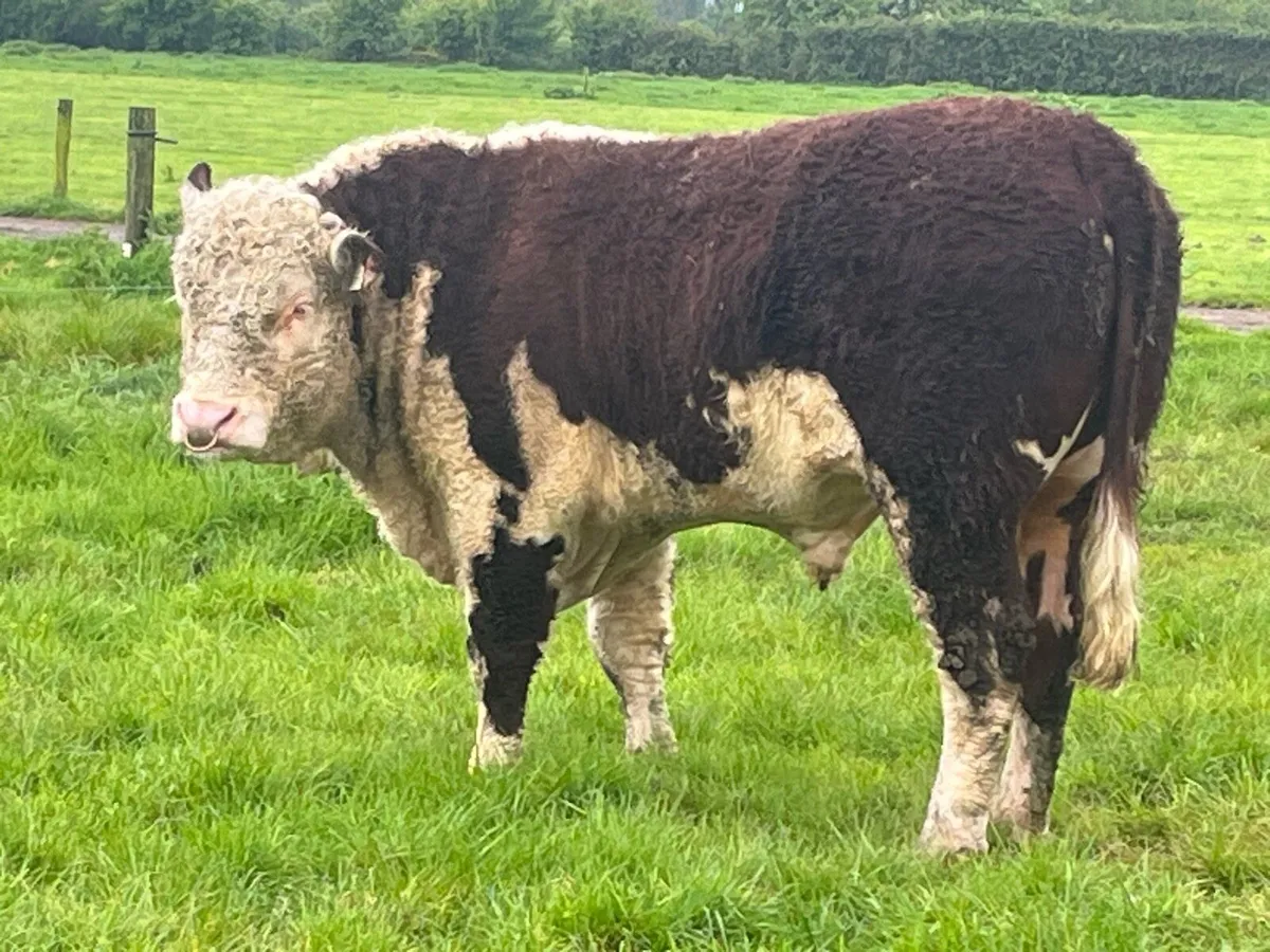 Pbr Hereford bulls - Image 1