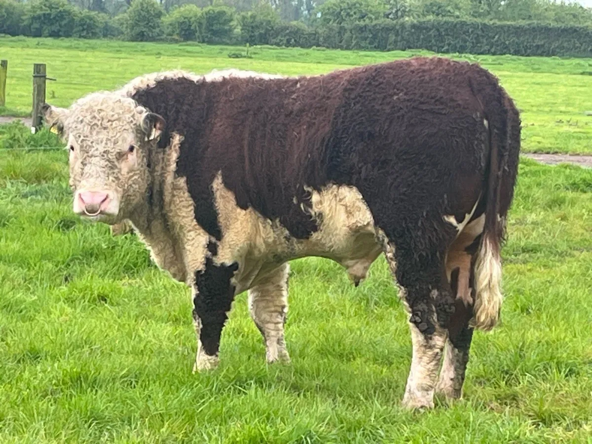 Pbr Hereford bulls - Image 2