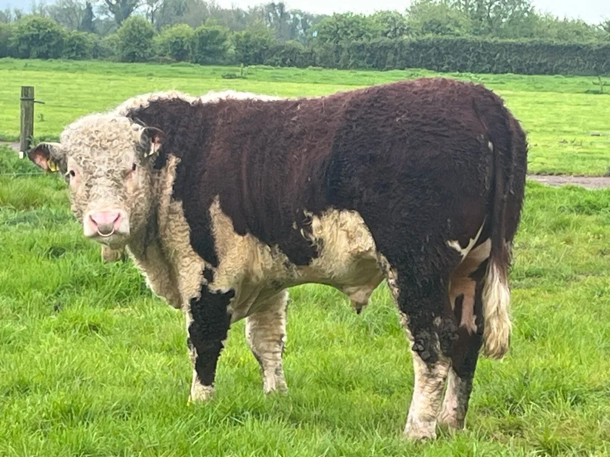 Pbr Hereford bulls - Image 3