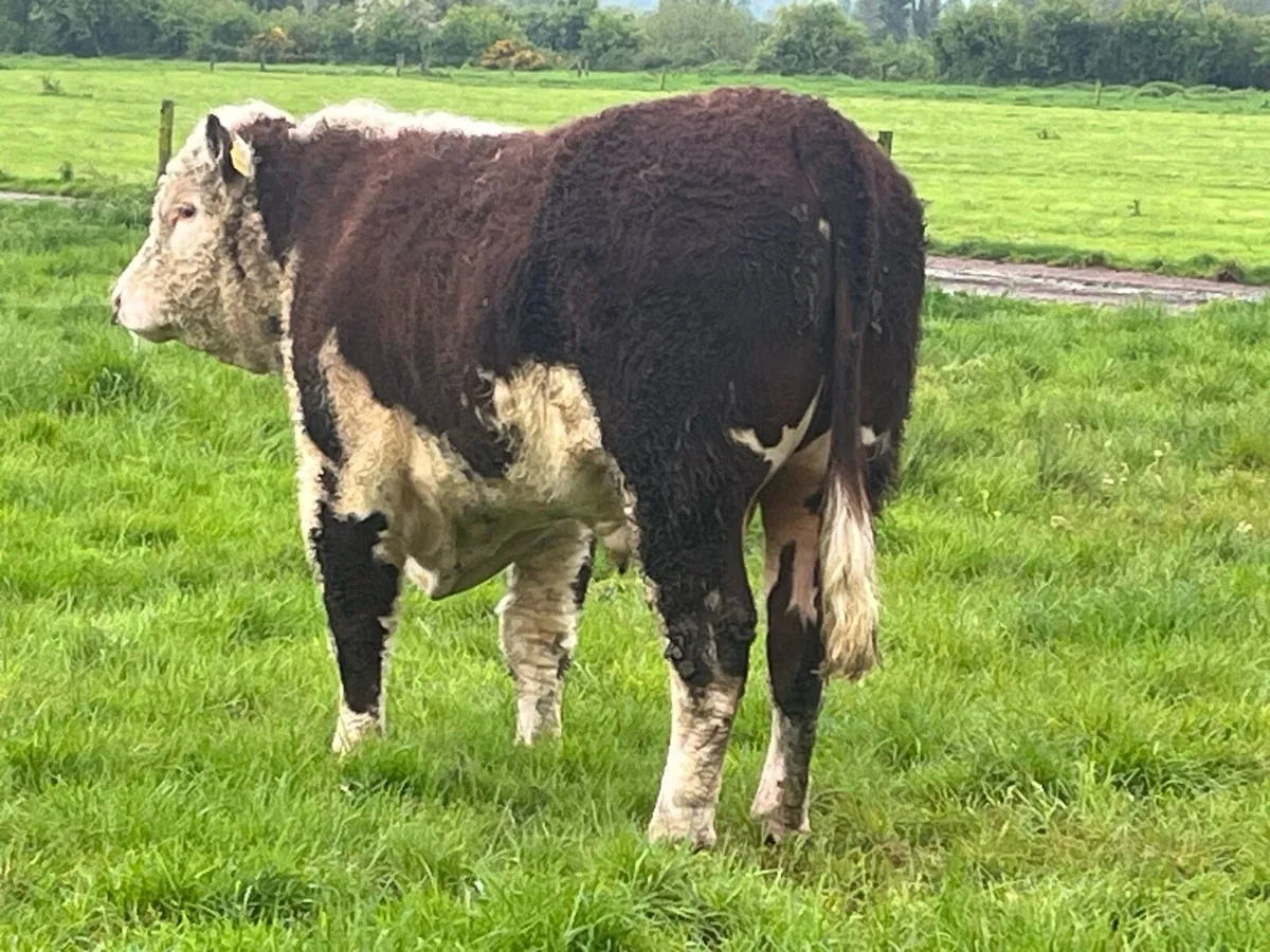 Pbr Hereford bulls - Image 4