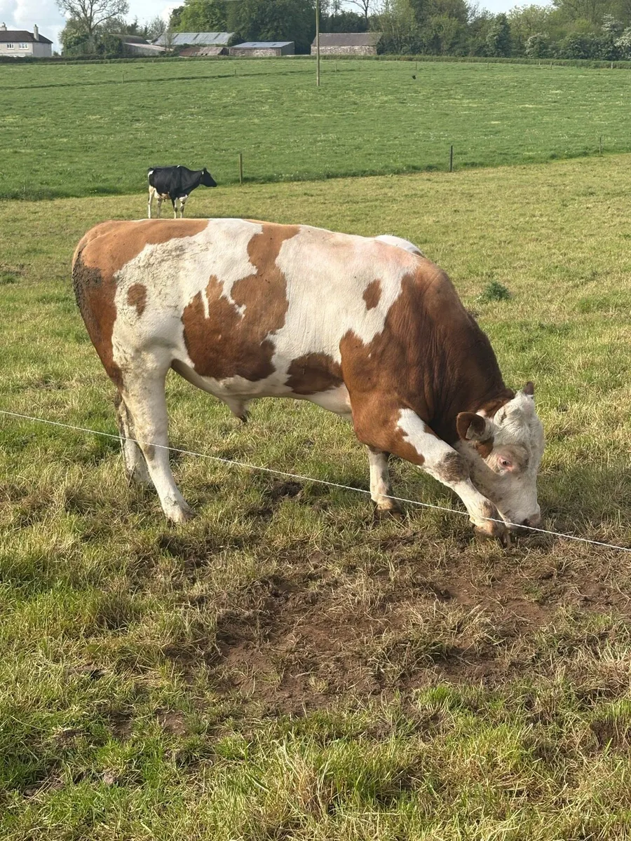 Fleckvieh bull - Image 1