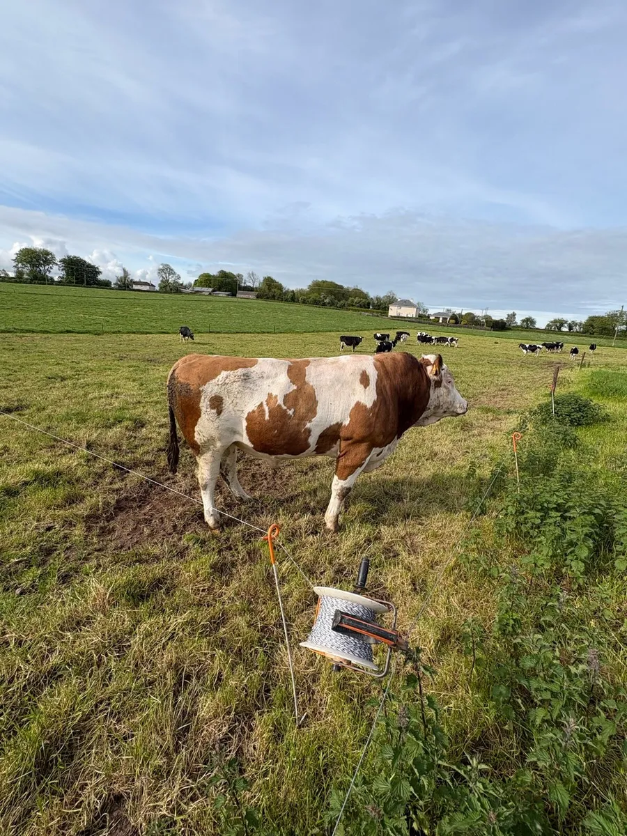 Fleckvieh bull - Image 2