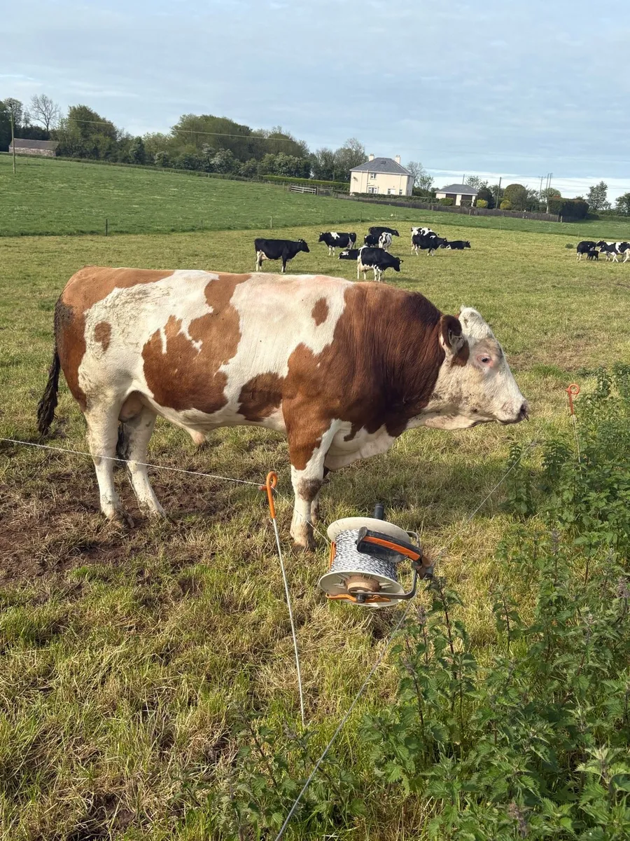 Fleckvieh bull - Image 3
