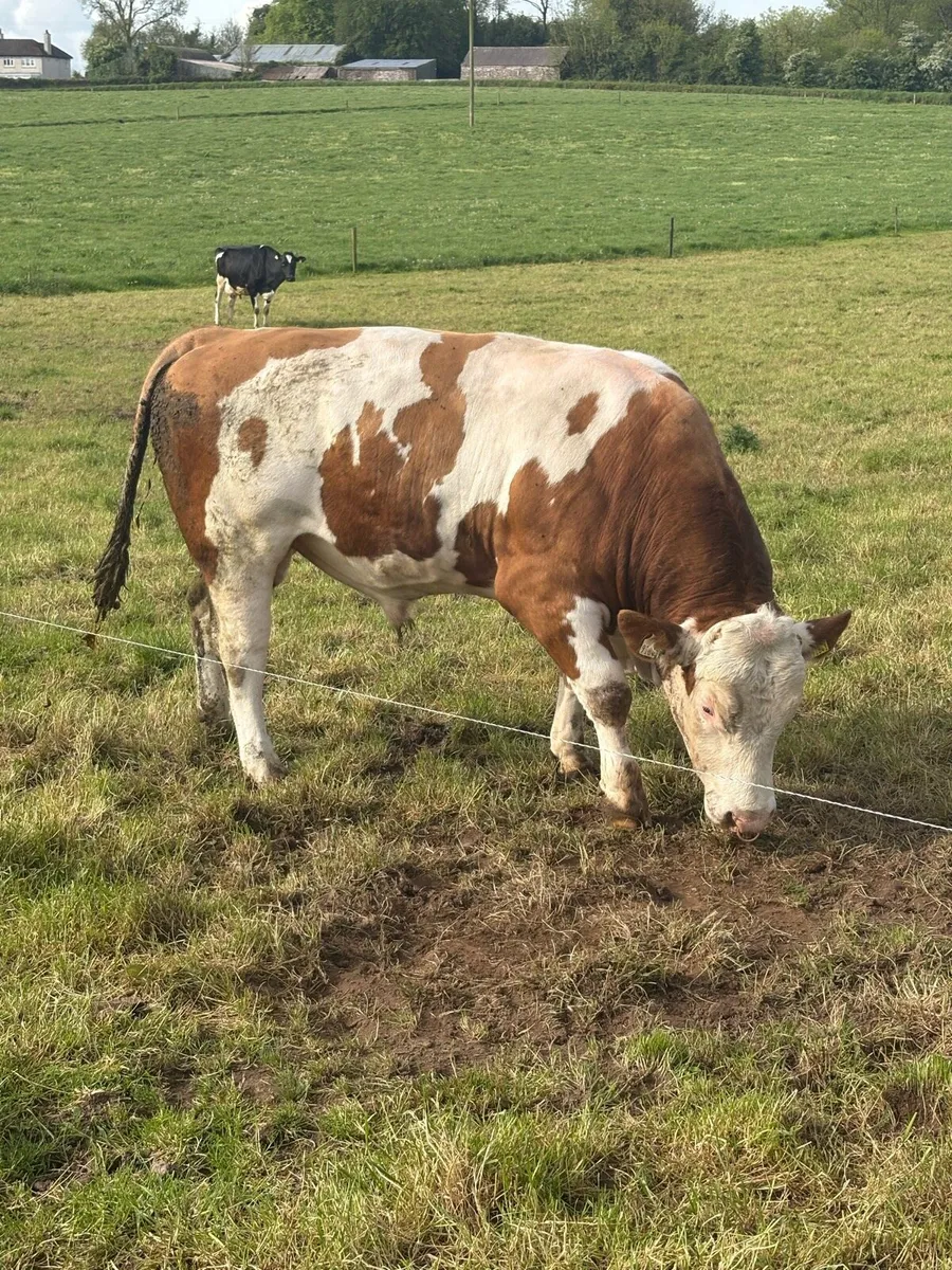 Fleckvieh bull - Image 4