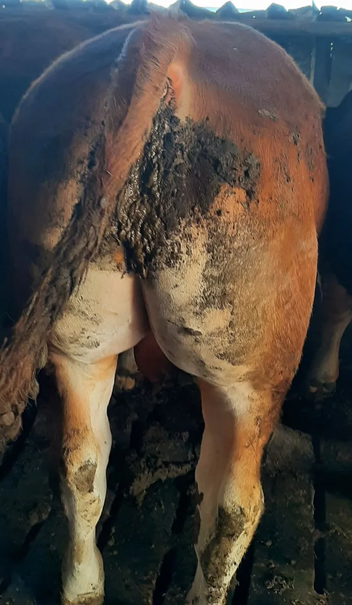 SCEP eligible Limousin Bulls, ideal for heifers - Image 2