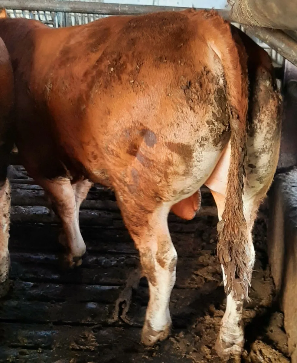 SCEP eligible Limousin Bulls, ideal for heifers - Image 3