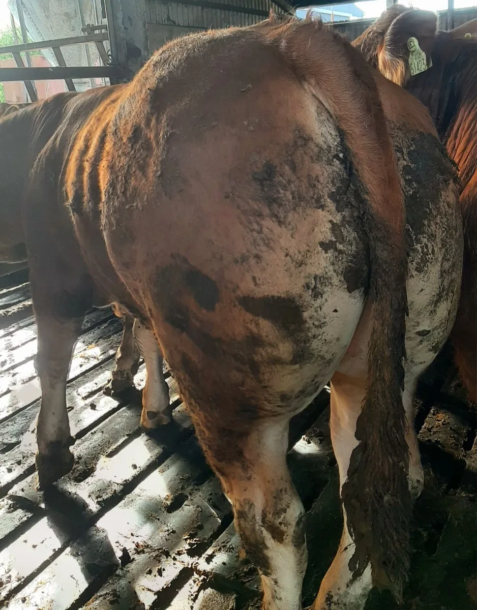 SCEP eligible Limousin Bulls, ideal for heifers - Image 4