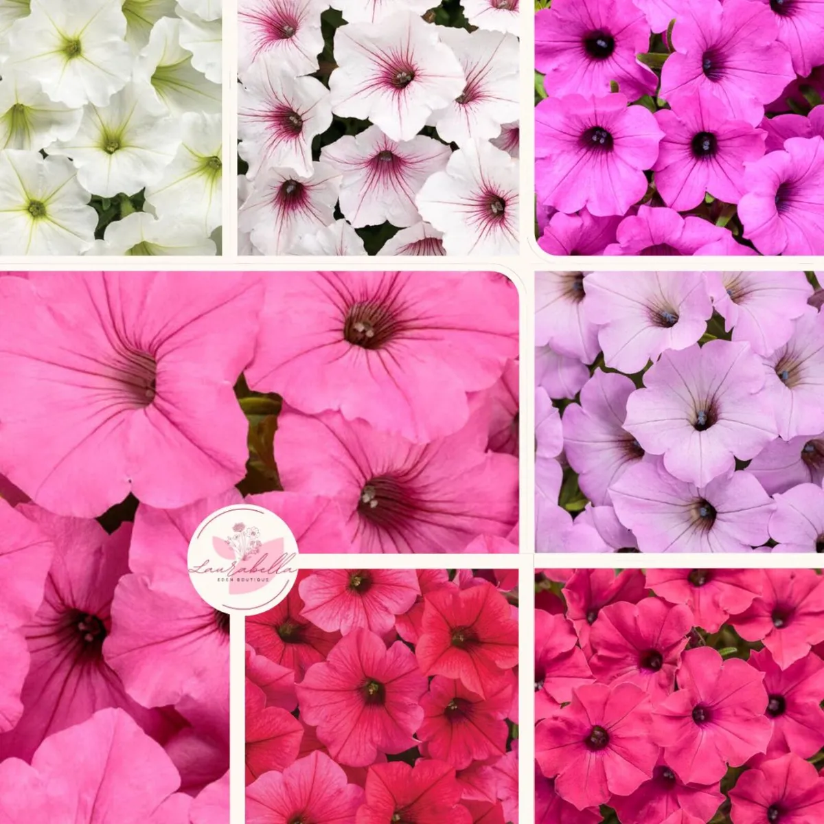 Premium Supertunia Vista plants for sale