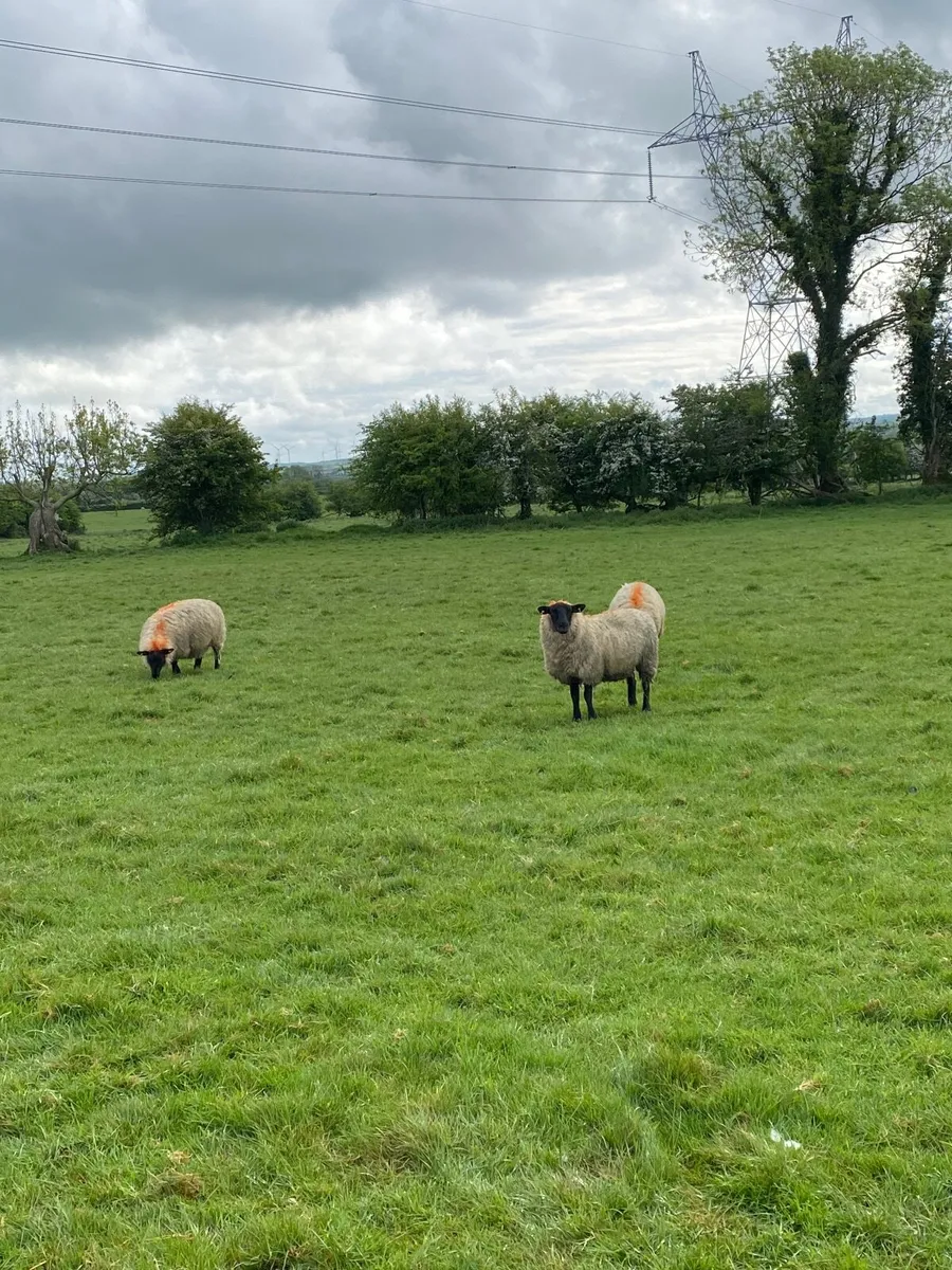 Sheep