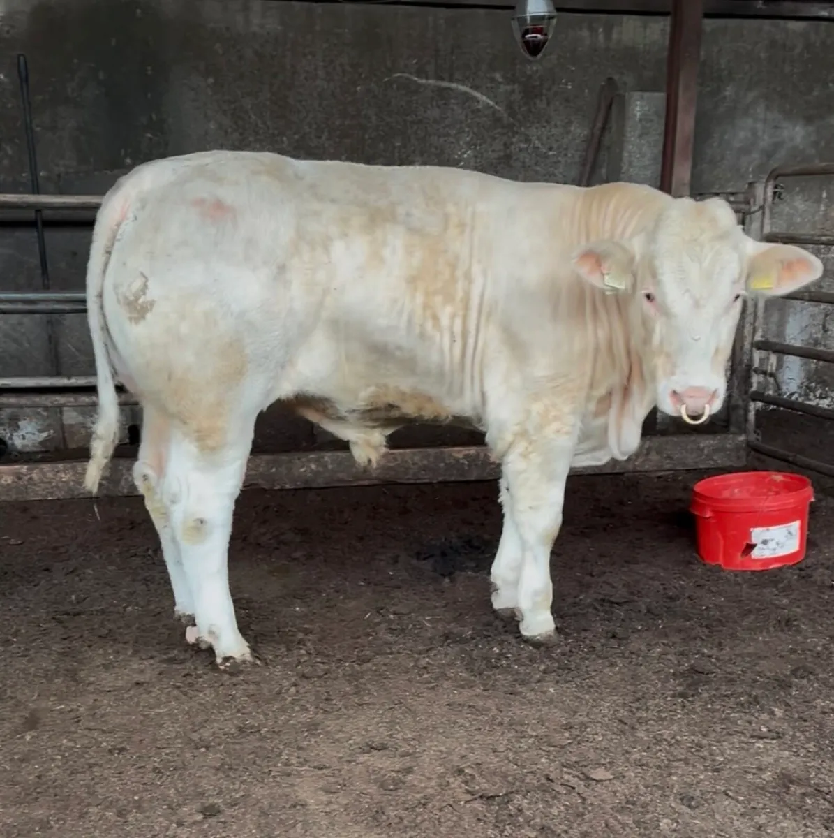 P.B Charolais Bull - Image 1