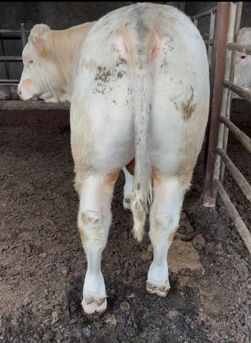 P.B Charolais Bull - Image 3