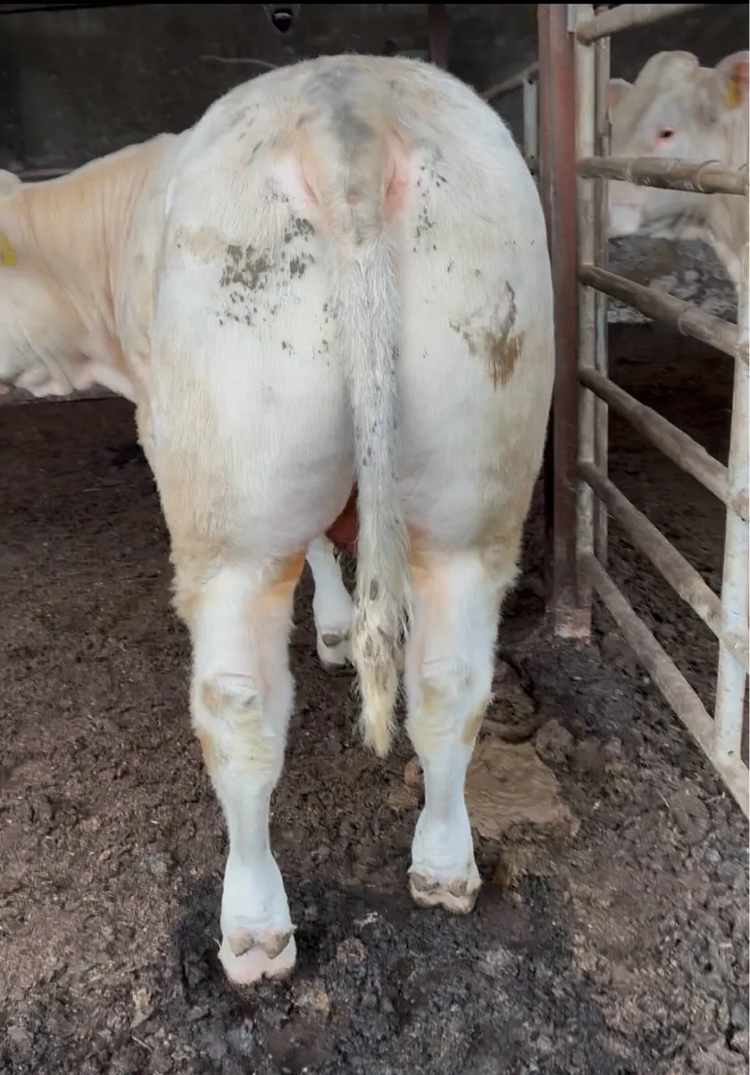 P.B Charolais Bull - Image 4