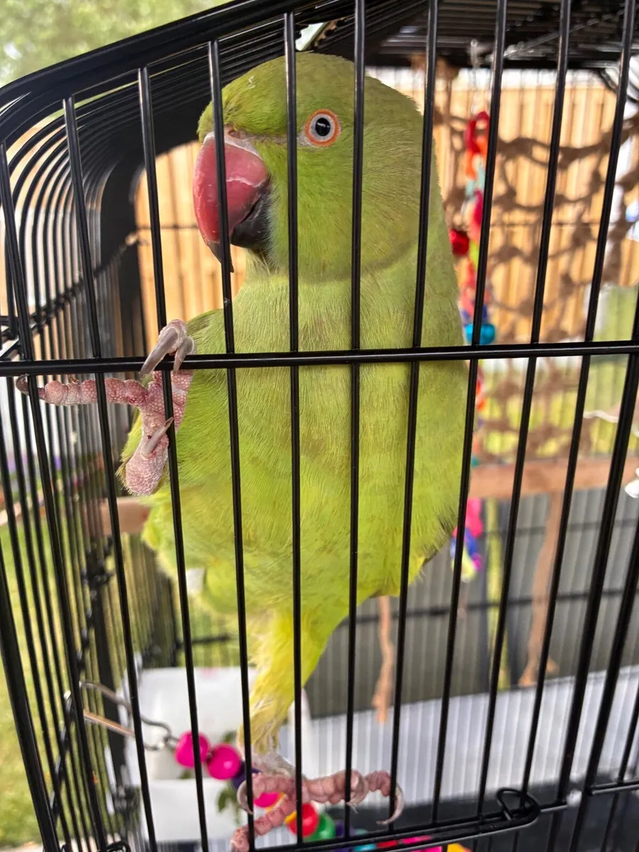 Indian ring neck Parrot - Image 2