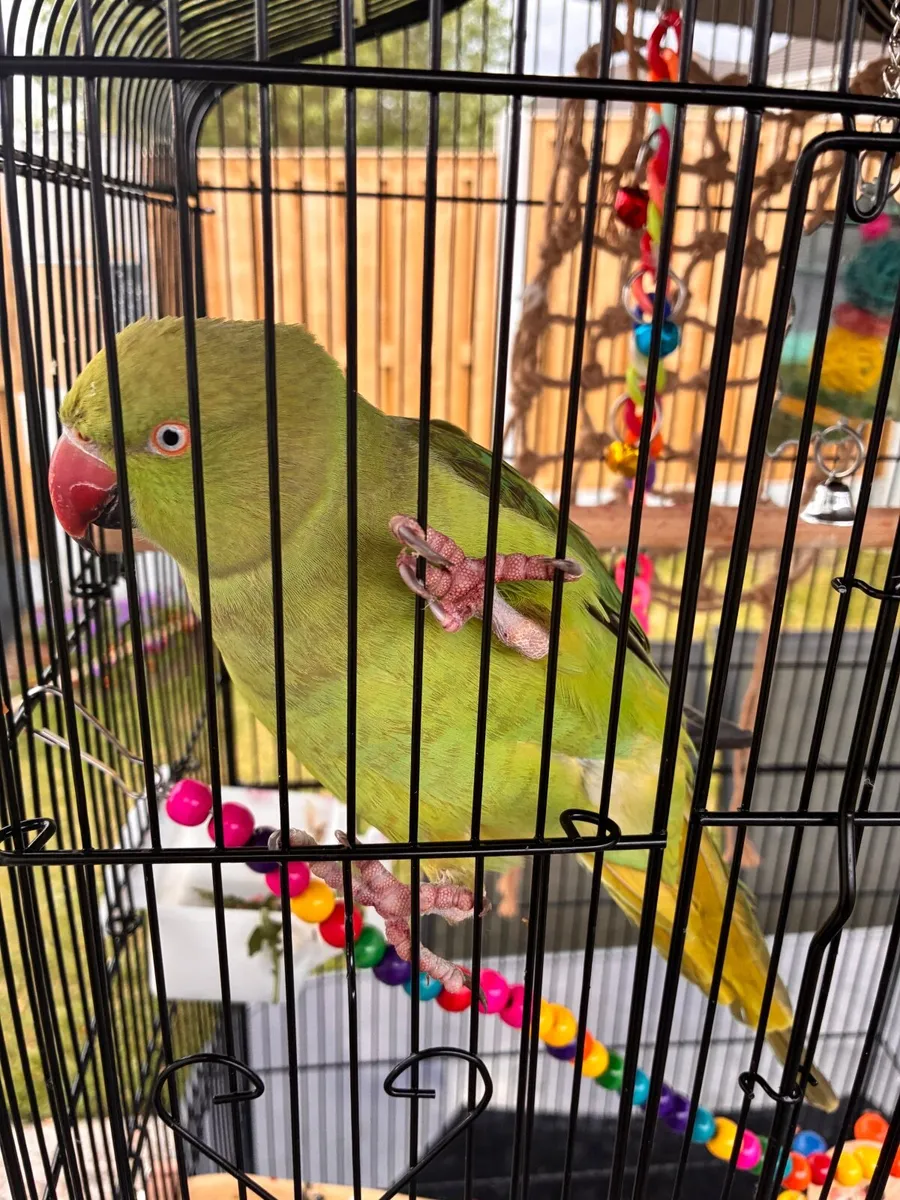 Indian ring neck Parrot - Image 3