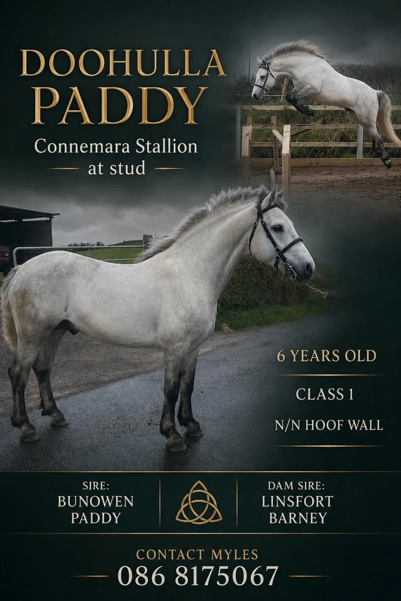 Connemara Stallion at stud - Image 1