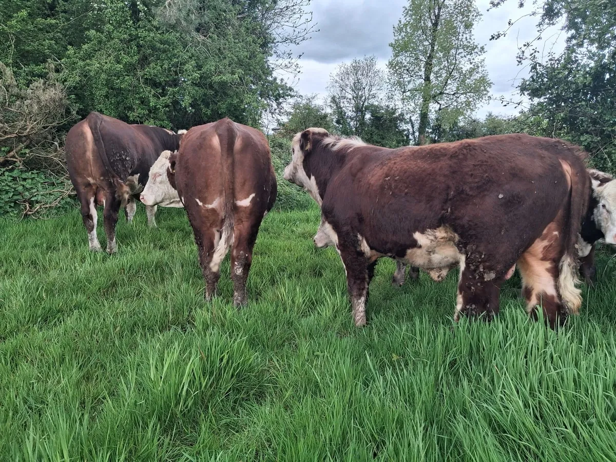 Pedigree Hereford Bulls - Image 3