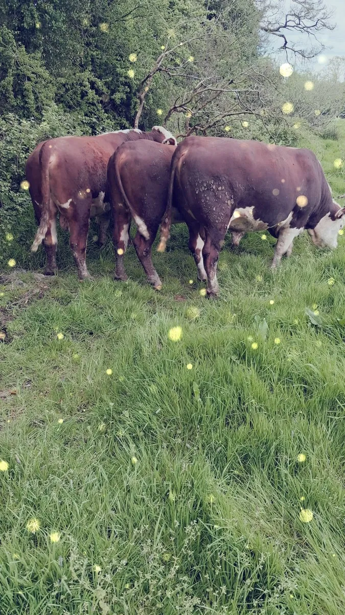 Pedigree Hereford Bulls - Image 4