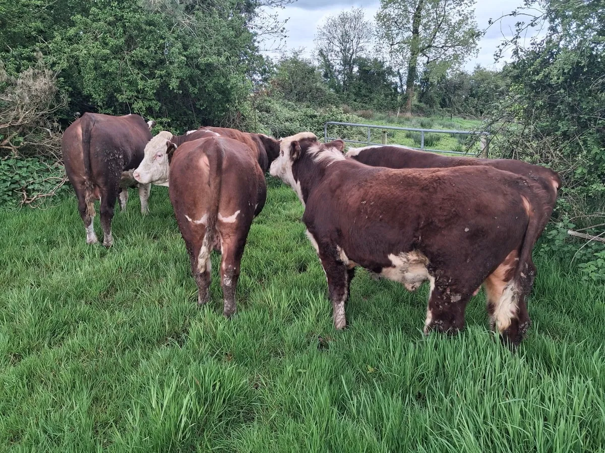 Pedigree Hereford Bulls - Image 4
