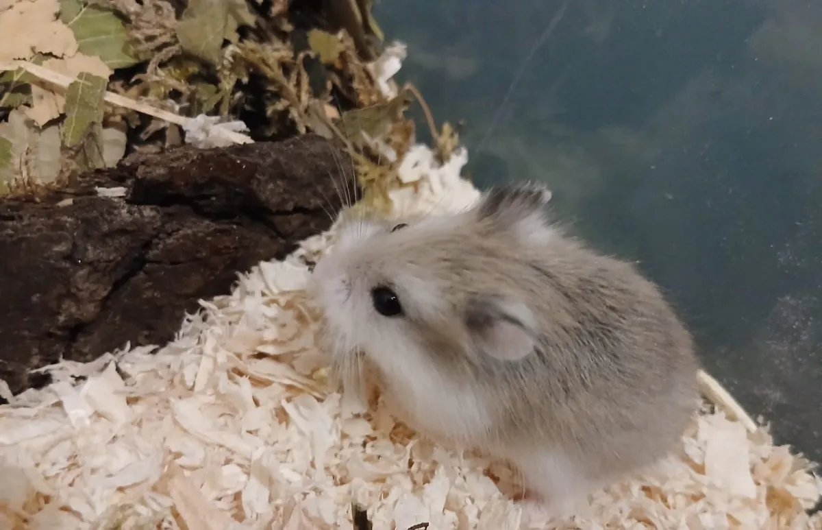 Dwarf hamsters - Image 1