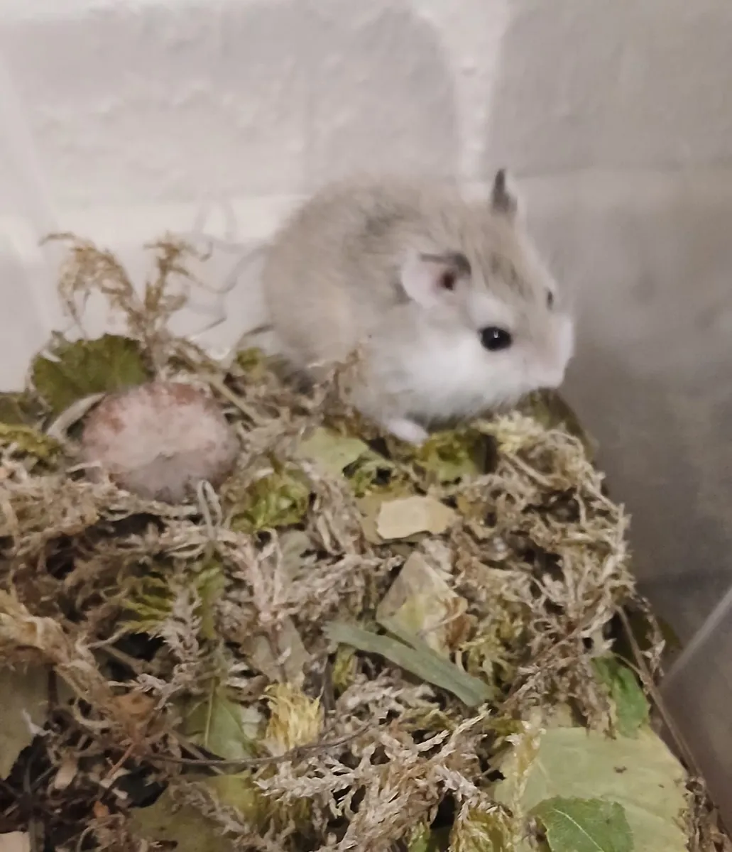 Dwarf hamsters - Image 2