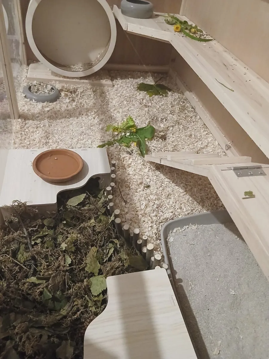 Dwarf hamsters - Image 3