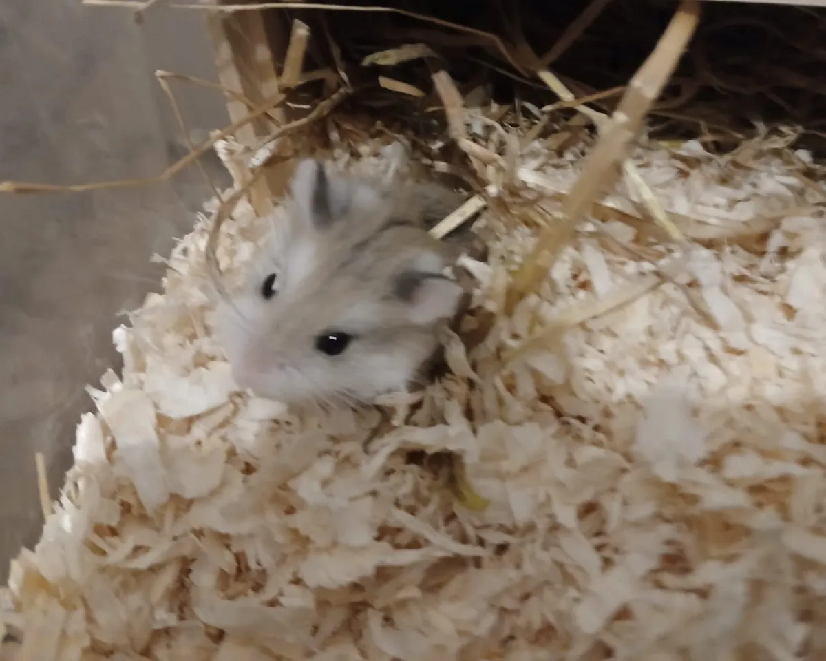 Dwarf hamsters - Image 4