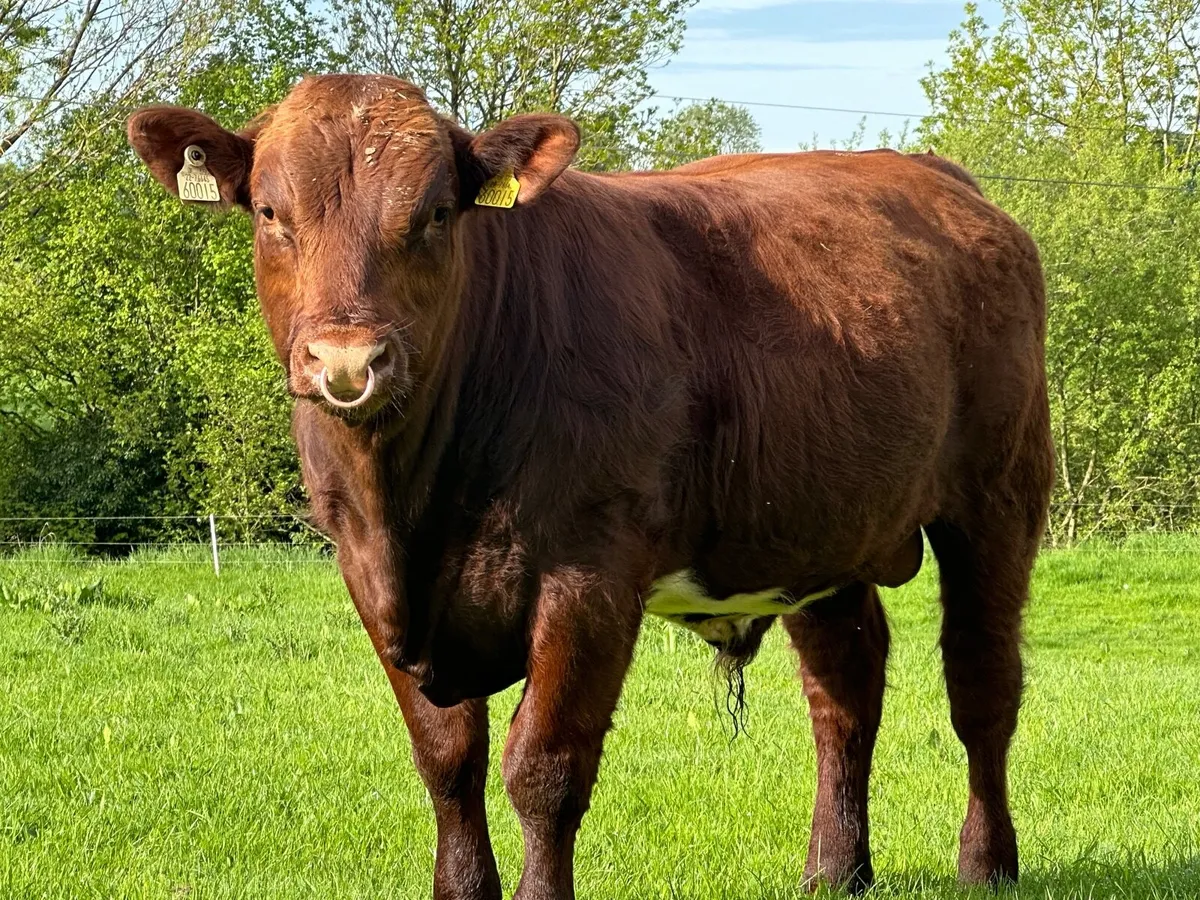 ⭐️⭐️Pedigree Shorthorn Bull⭐️⭐️ - Image 2