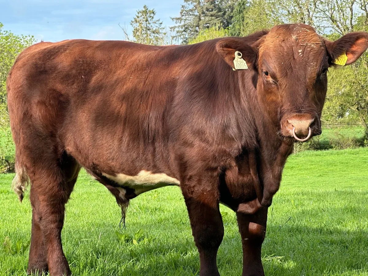 ⭐️⭐️Pedigree Shorthorn Bull⭐️⭐️ - Image 1