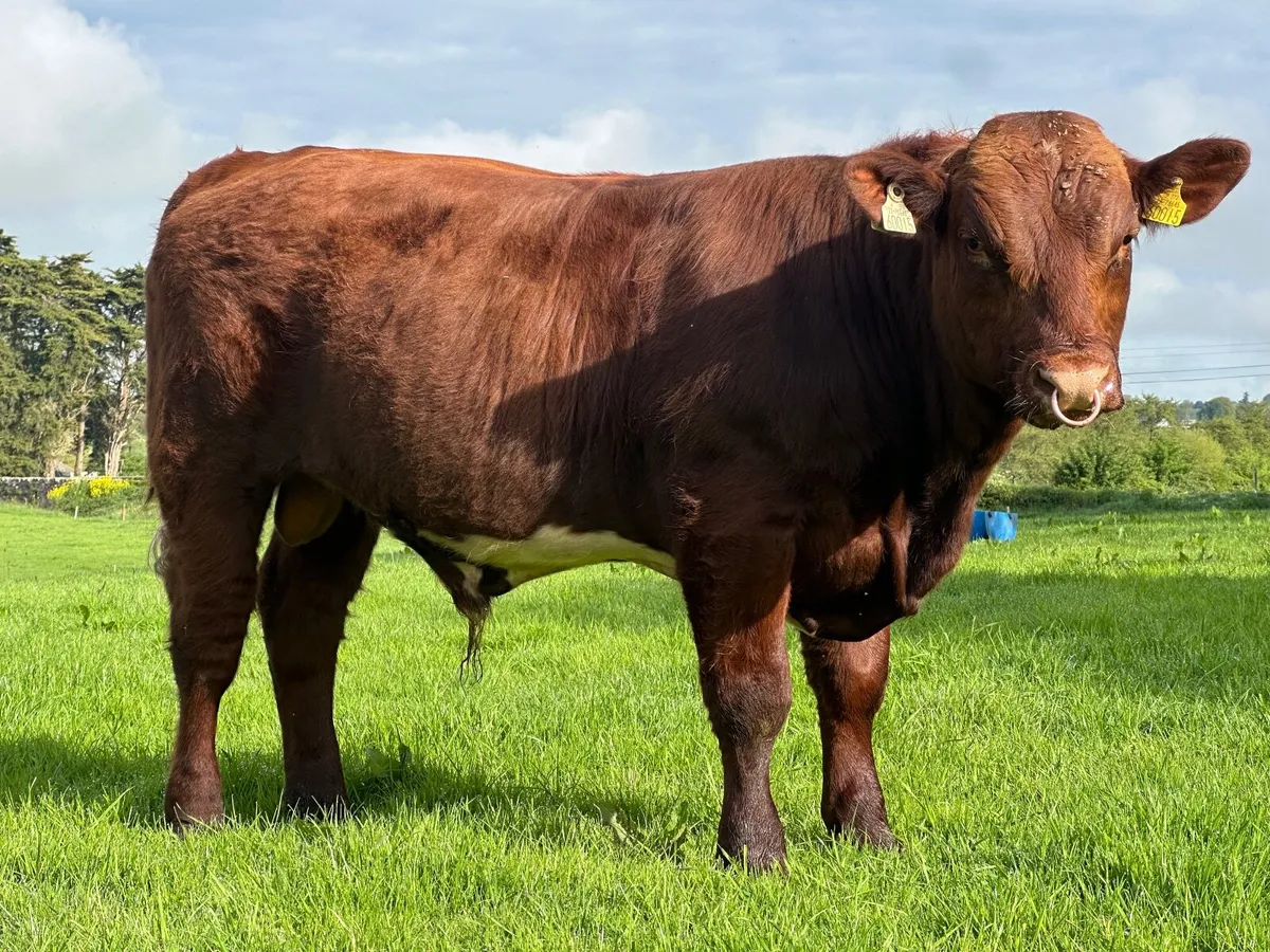 ⭐️⭐️Pedigree Shorthorn Bull⭐️⭐️ - Image 3