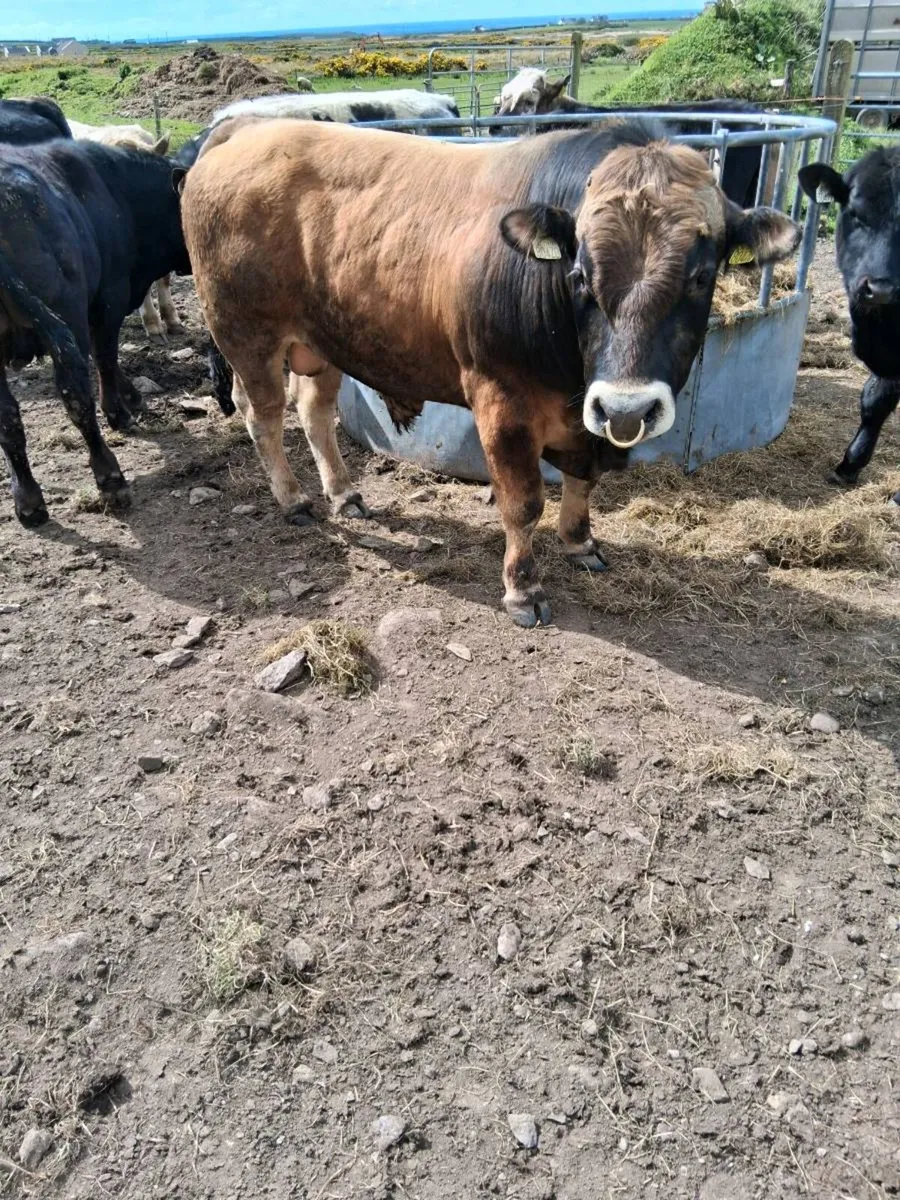 Aubrac  bull - Image 1