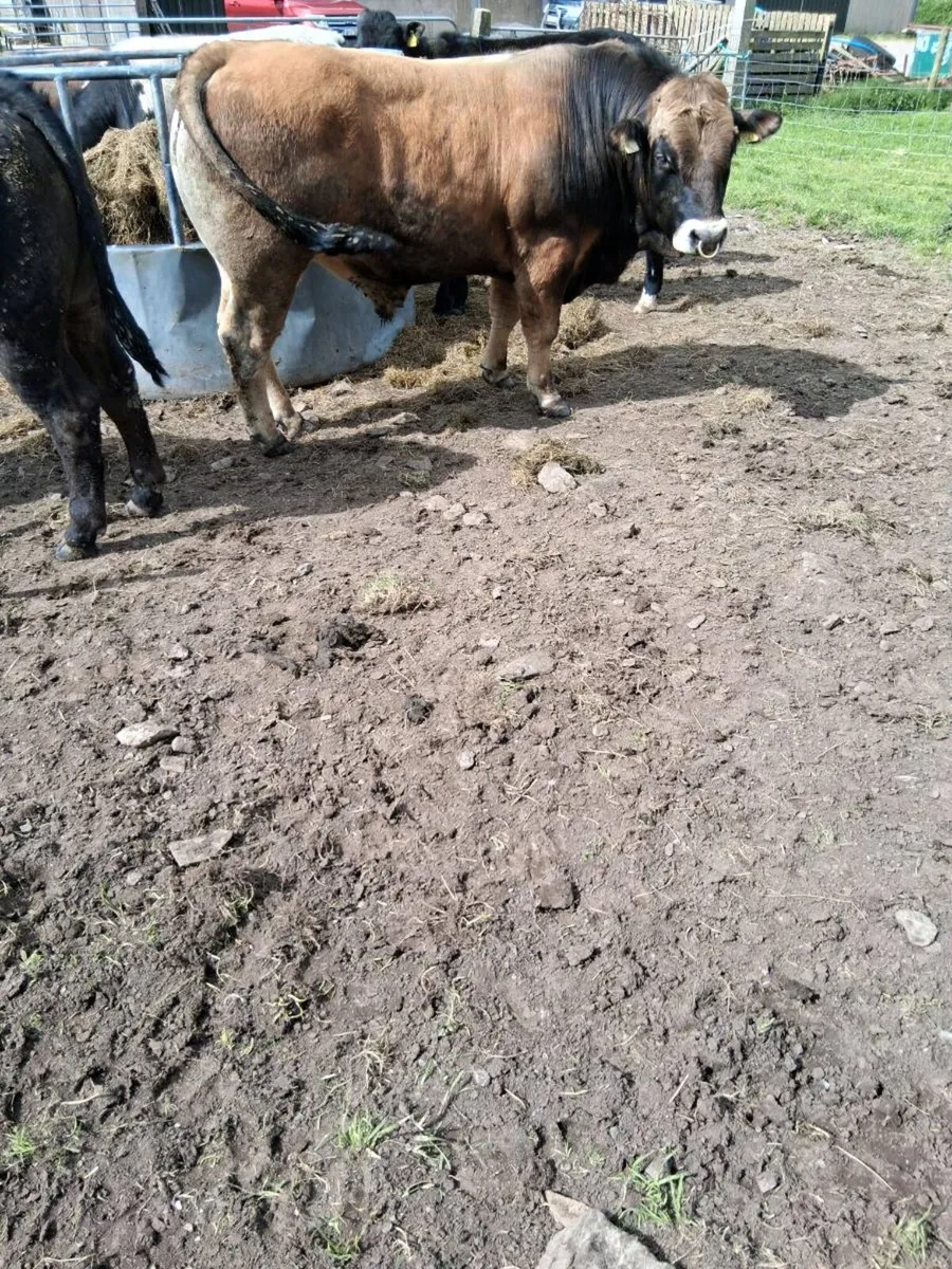 Aubrac  bull - Image 2