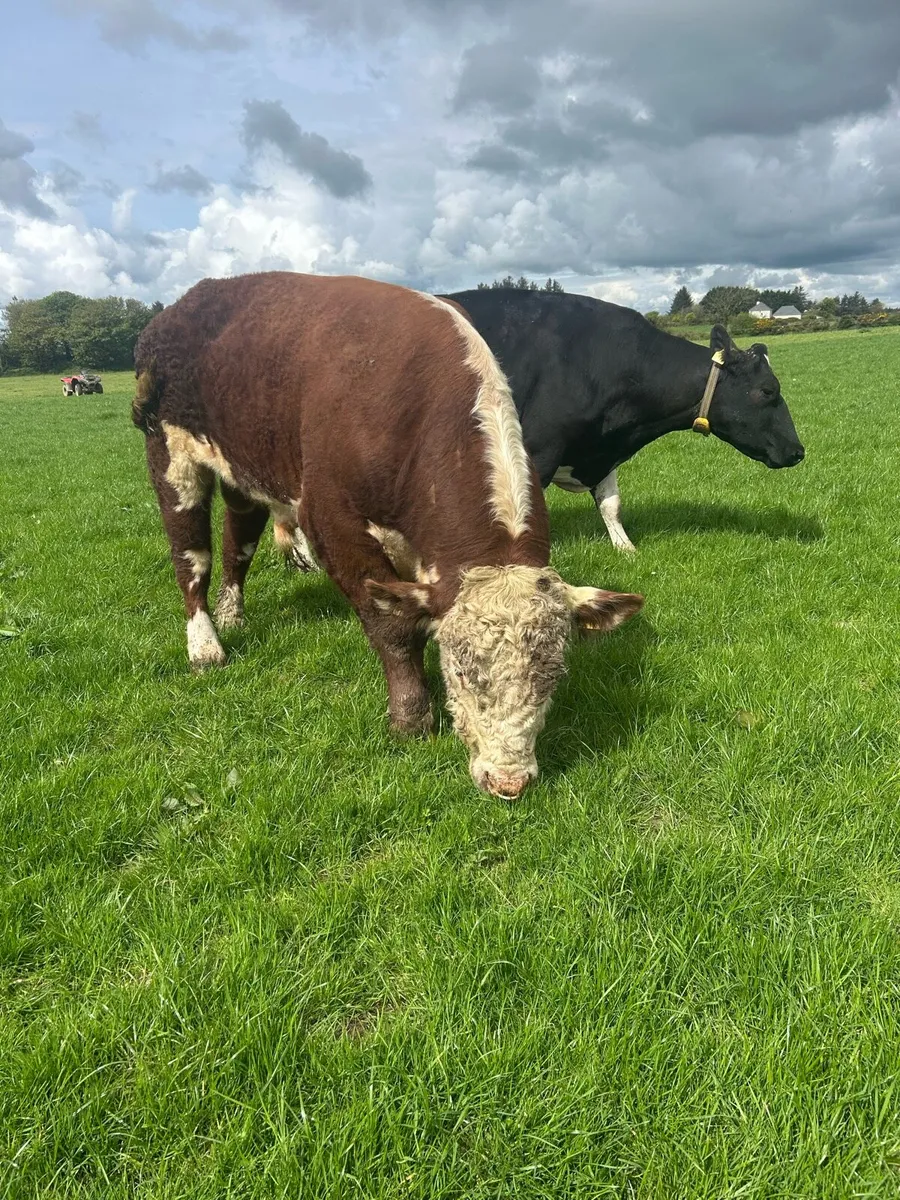 Hereford bull - Image 1