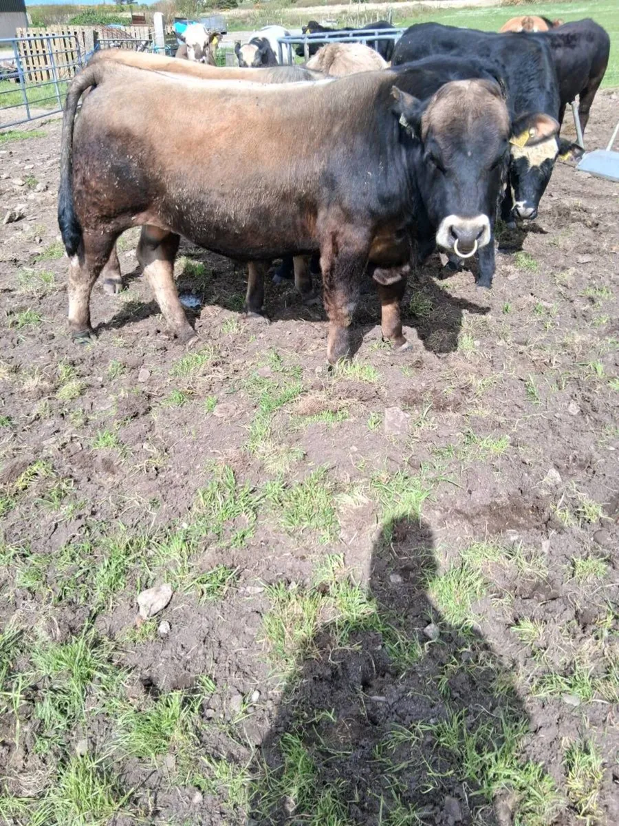 Aubrac  bull - Image 3