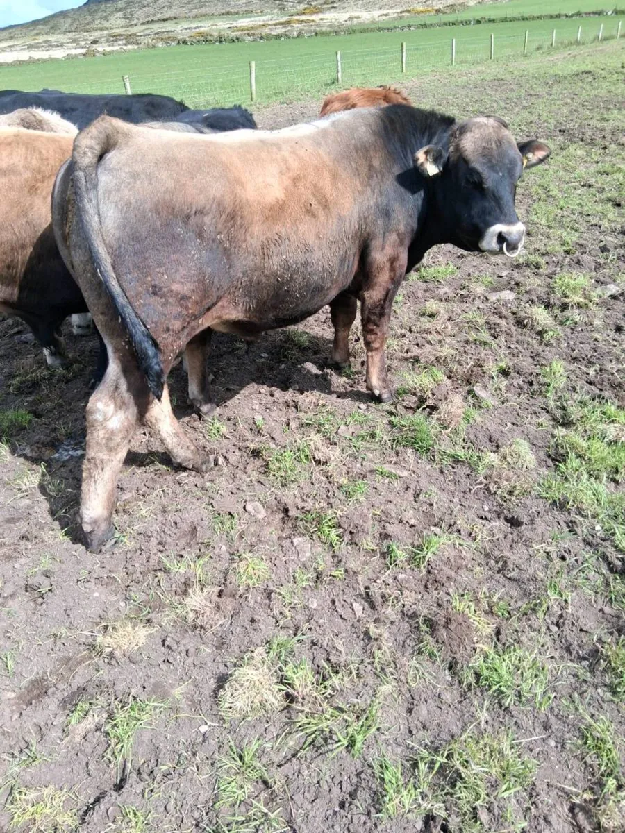Aubrac  bull - Image 4