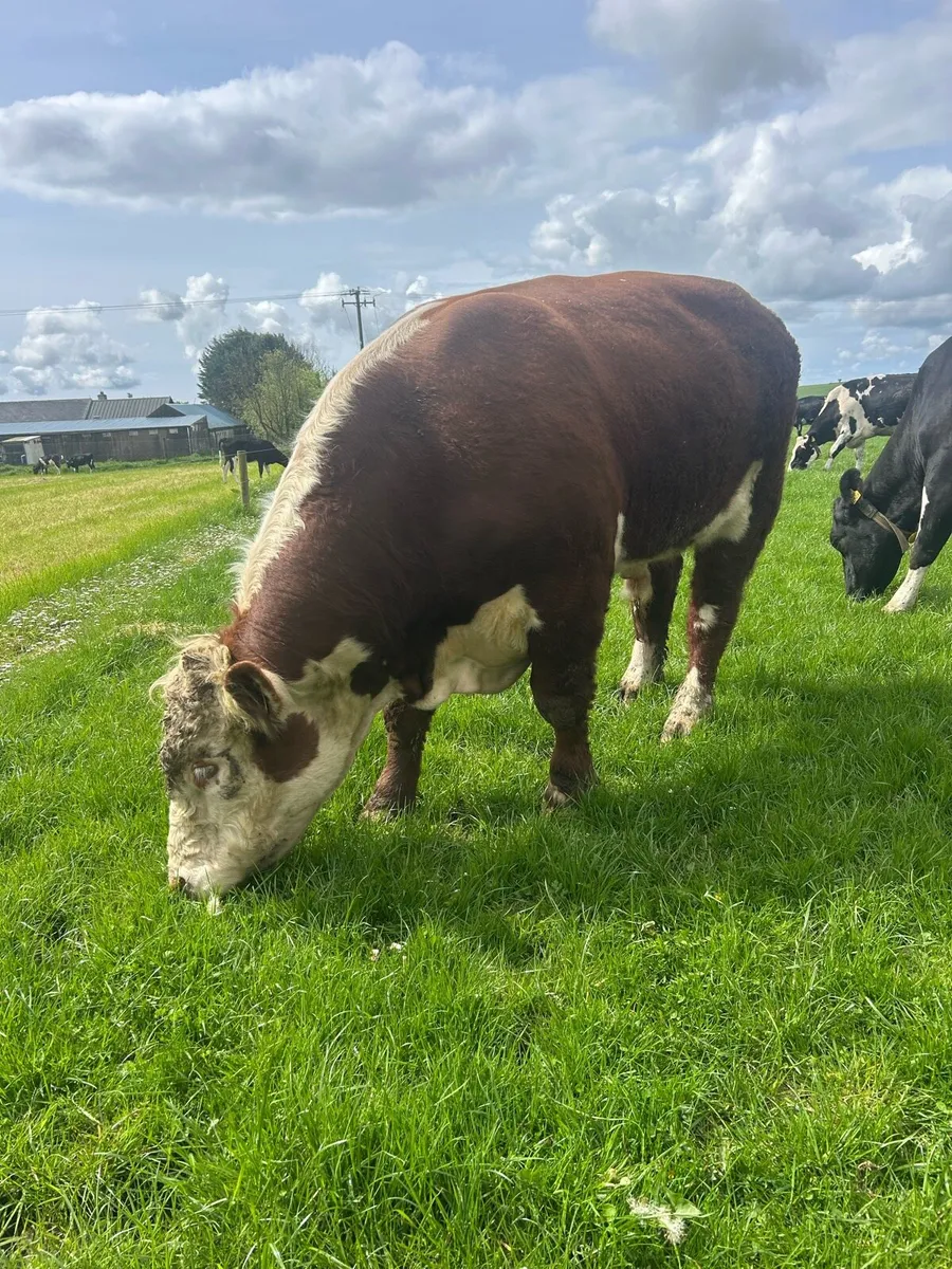 Hereford bull - Image 4