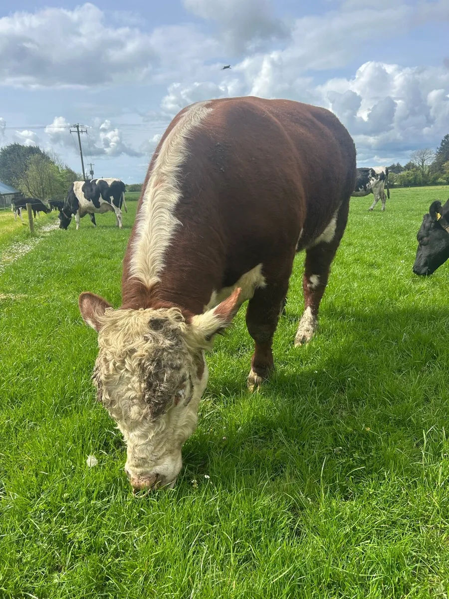 Hereford bull - Image 2