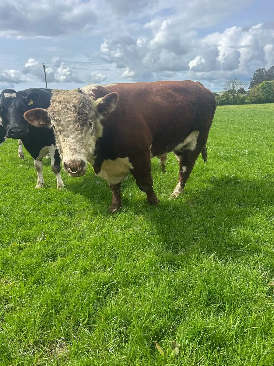 Hereford bull - Image 3
