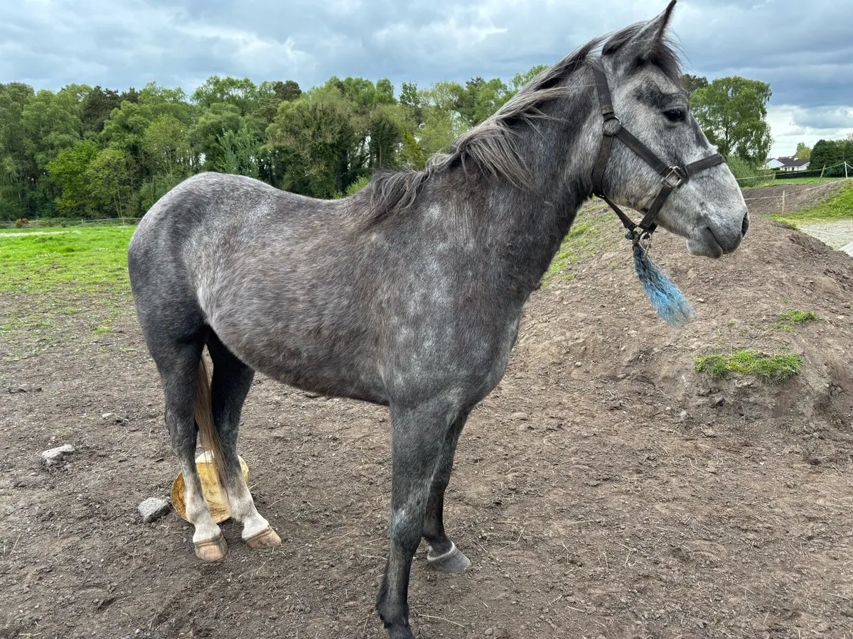 horse - Image 2
