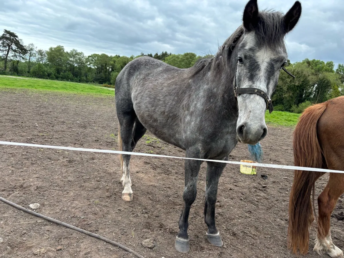 horse - Image 3