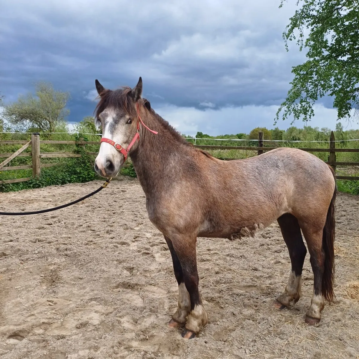 Gelding - Image 1