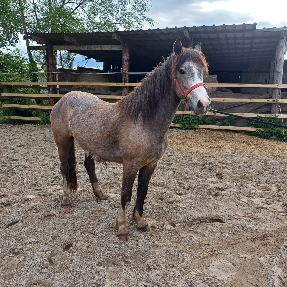 Gelding - Image 2