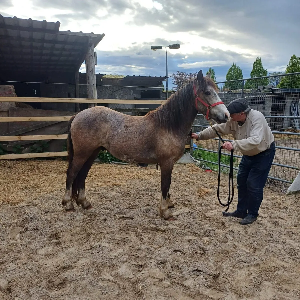 Gelding - Image 3