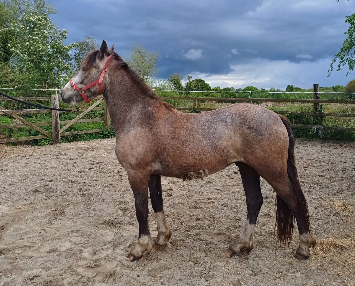 Gelding - Image 4
