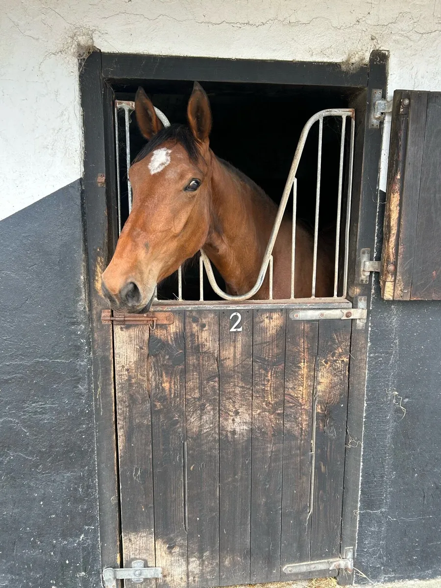 3 YO VIVANT - Image 2