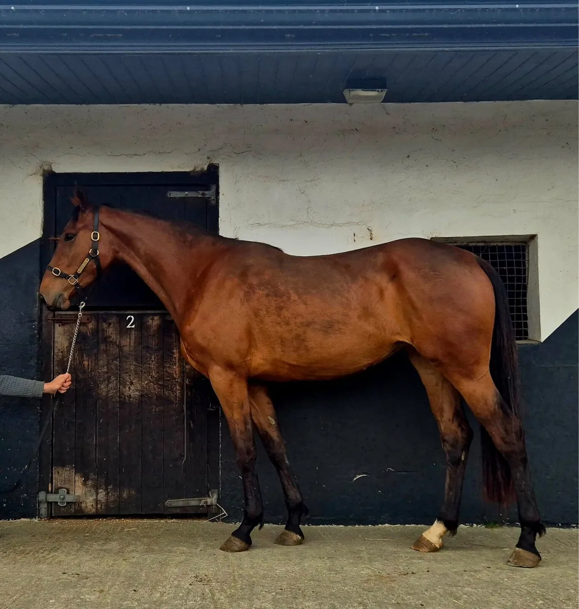 3 YO VIVANT - Image 1