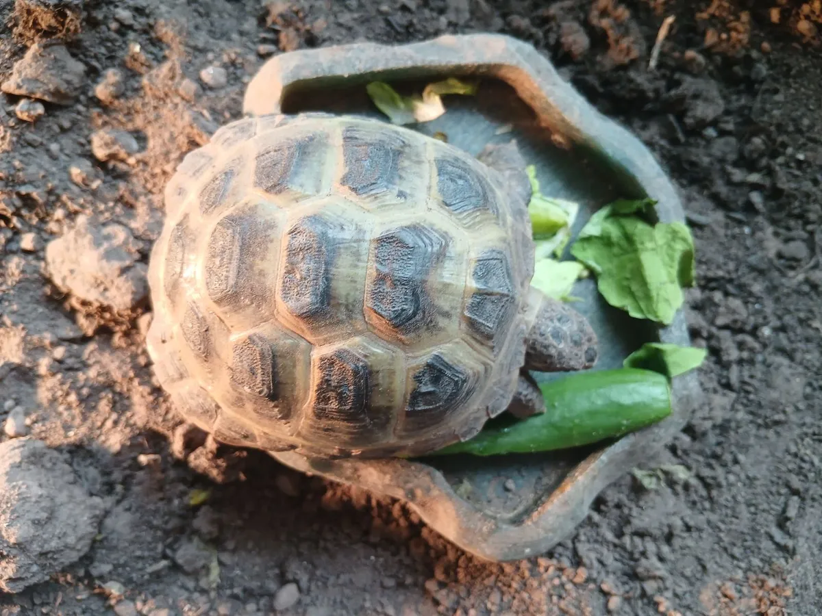 Russian/Horsefield Tortise - Image 3